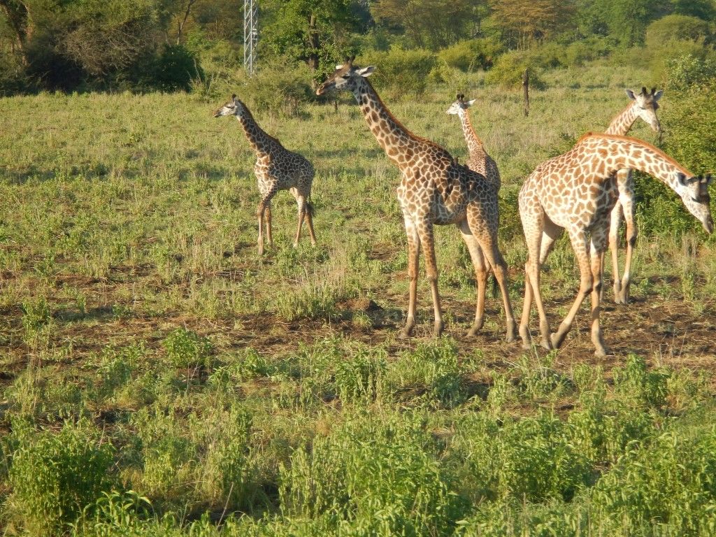 85f330c9-4986-46fe-af4d-243c444cabc7