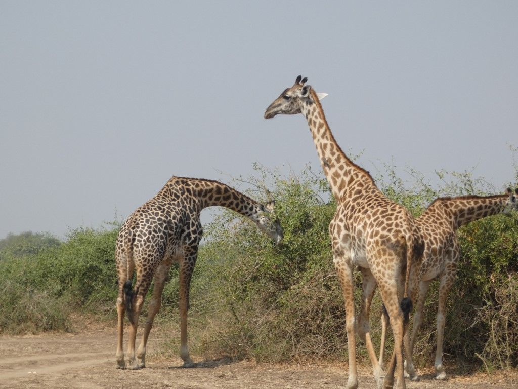 91137adc-6cfd-4ef2-96a2-4ab539f54133