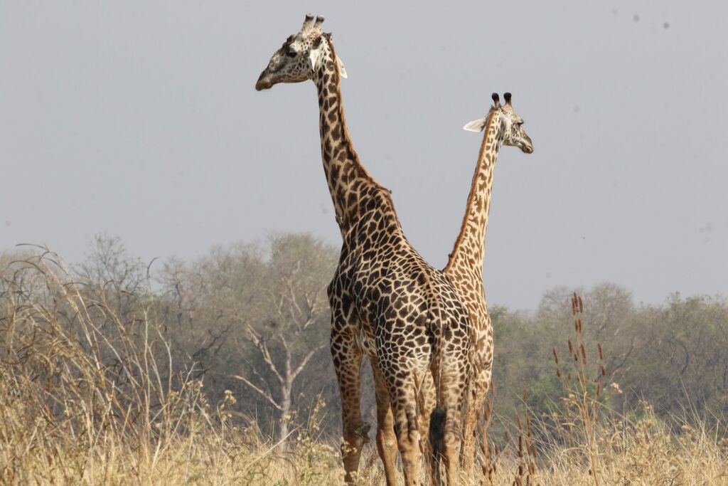 dcc3dd45-8fda-4269-82f4-0eff3bed2b0d