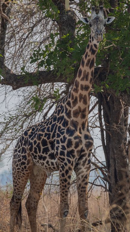 d4df6cf4-75b8-4406-acd1-9de0f47f6c8e