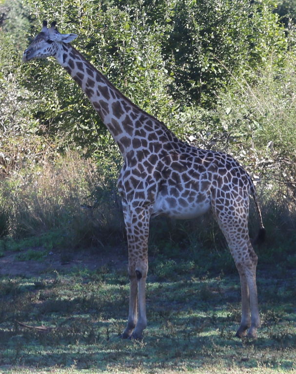 d7806e09-b2ea-4bd5-bd08-9dc2e26f394e