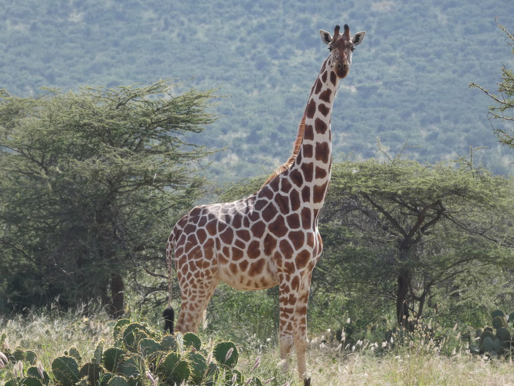 e037090d-b85e-4c26-8b28-b7cdd06bfc10