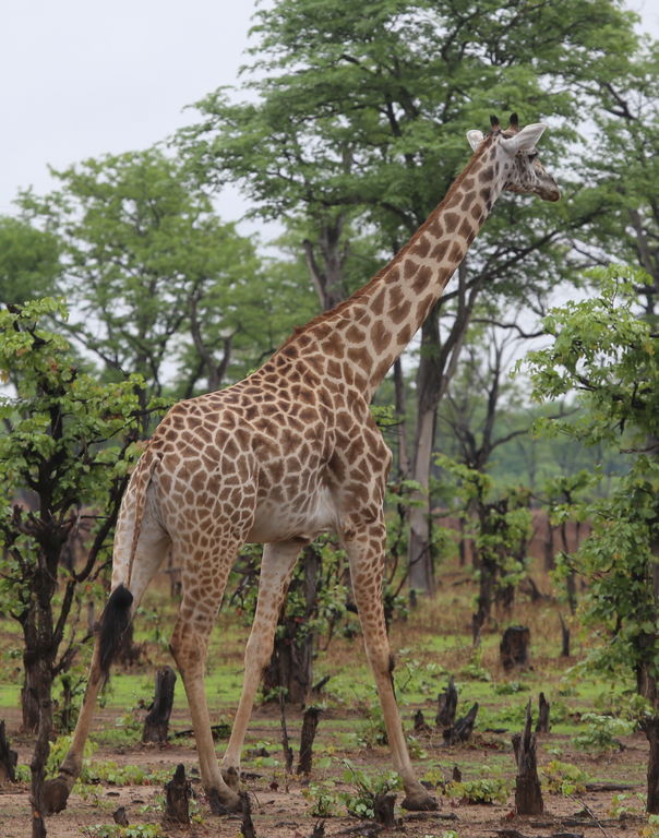 d7806e09-b2ea-4bd5-bd08-9dc2e26f394e