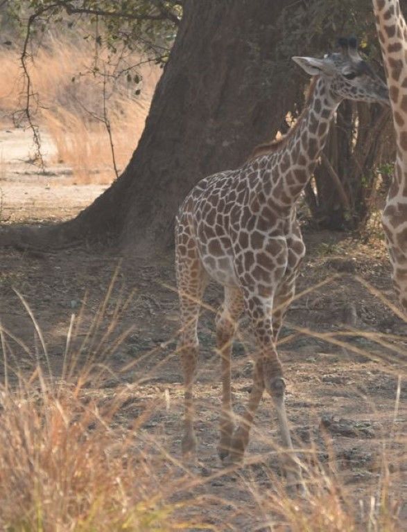 2de0fded-204d-4737-bb66-ddafebba0fba