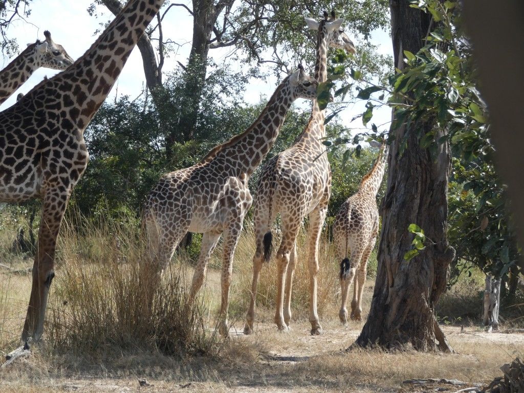 2de0fded-204d-4737-bb66-ddafebba0fba