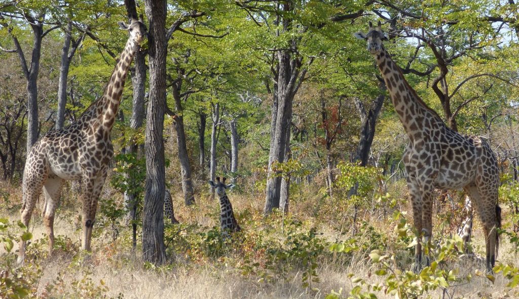 7a676962-cf12-4fd0-bb06-eee16c169ccf