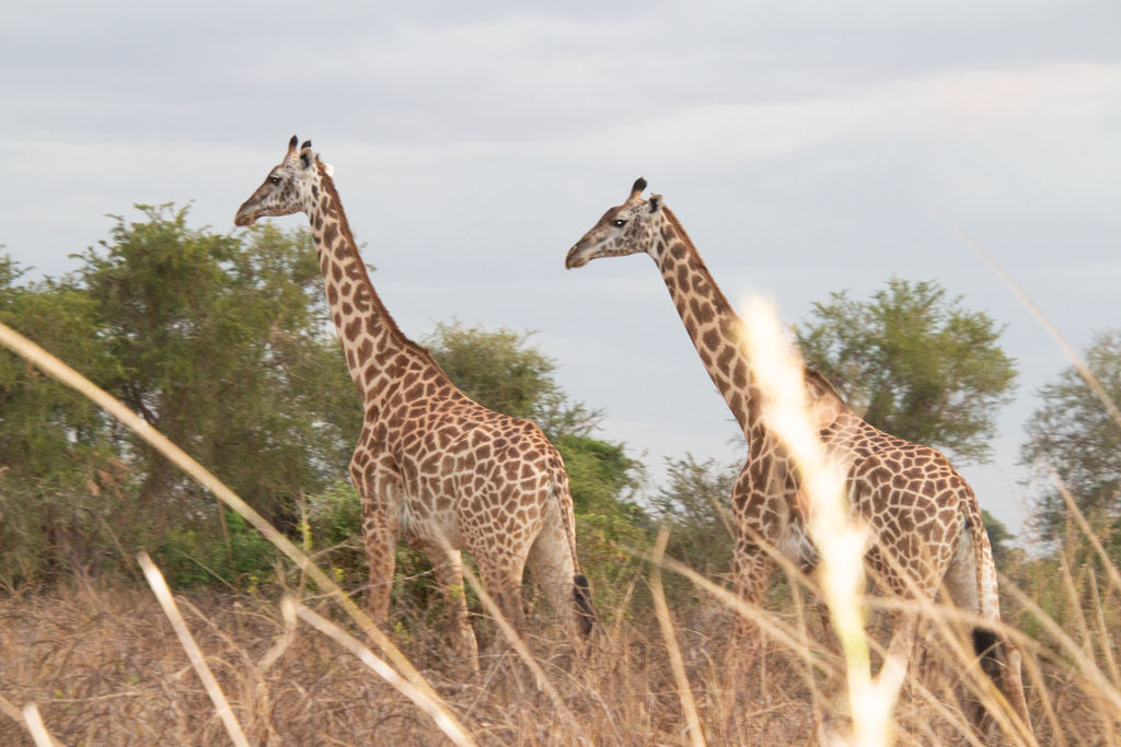 0789c68b-a460-471a-a116-65e7961fa205