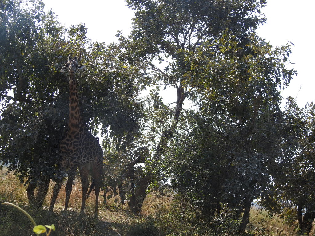 b139f8d2-6e63-40fc-a036-ee10c9266ef4