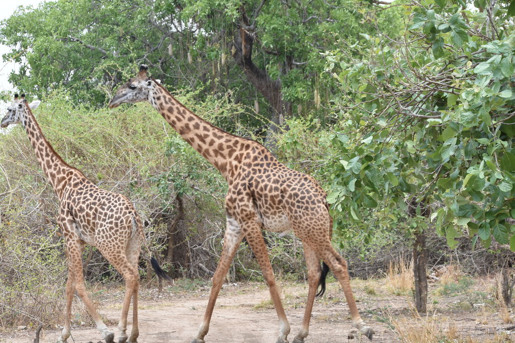 4ee1756c-aa64-490a-b479-da2557458f27