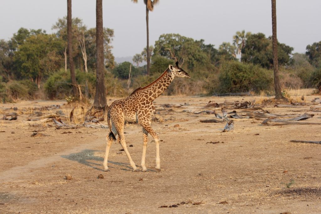 ecda2950-d136-495f-930b-5dbb882186a8