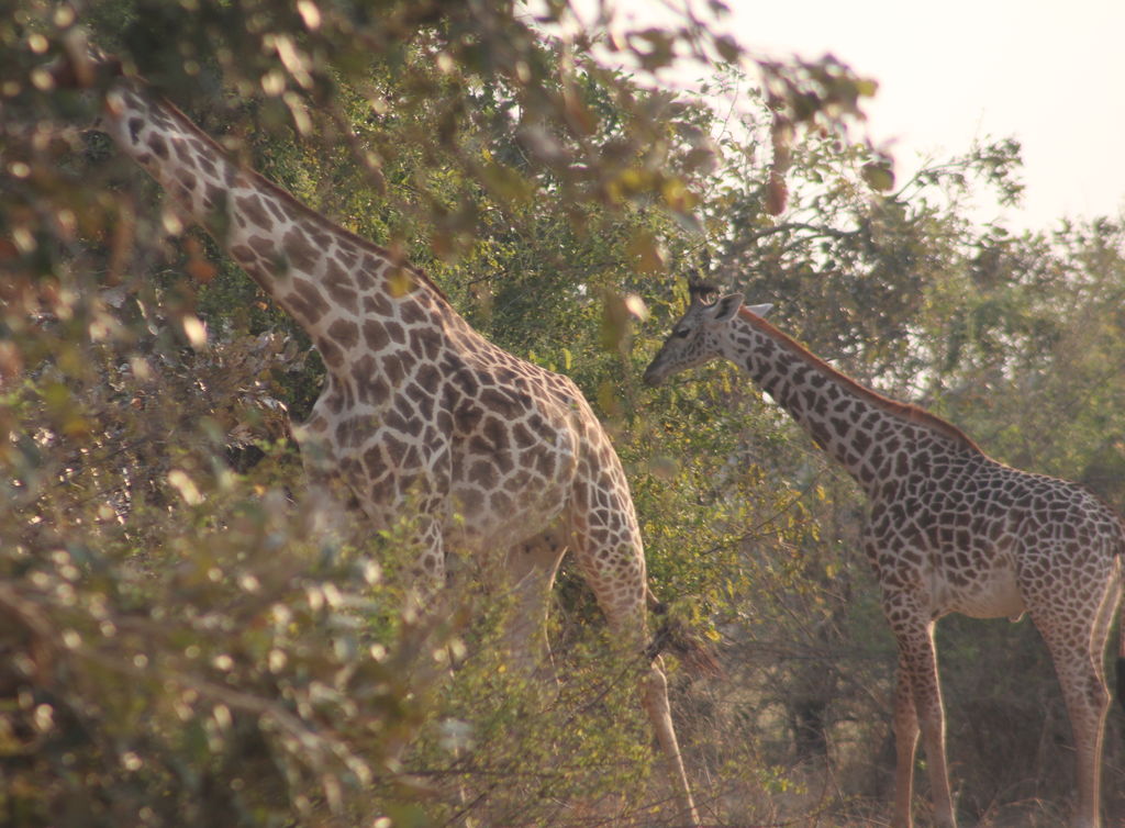 d7806e09-b2ea-4bd5-bd08-9dc2e26f394e