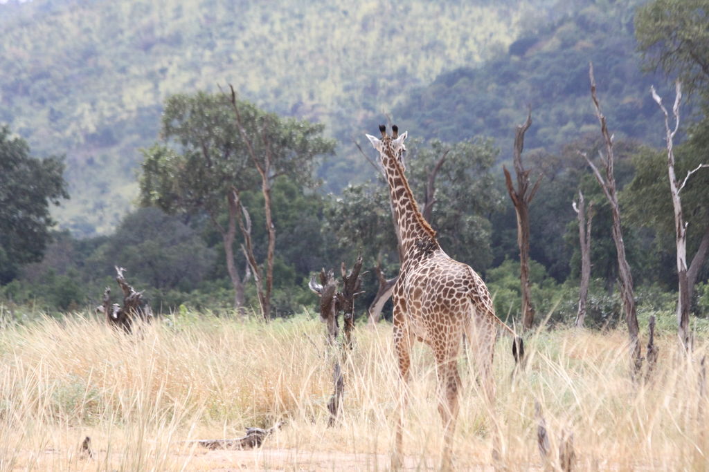 faf0bb12-6323-4ff9-81ae-fe4cb489fa9d