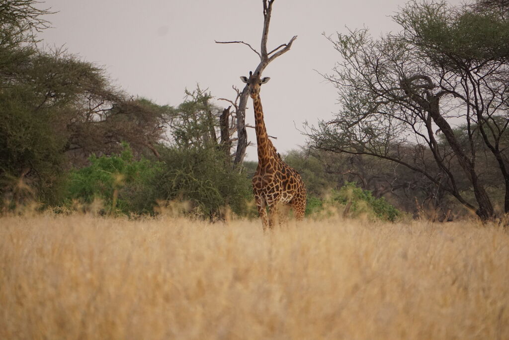 2b1ee0e3-4c01-4291-bc27-baff6685431a