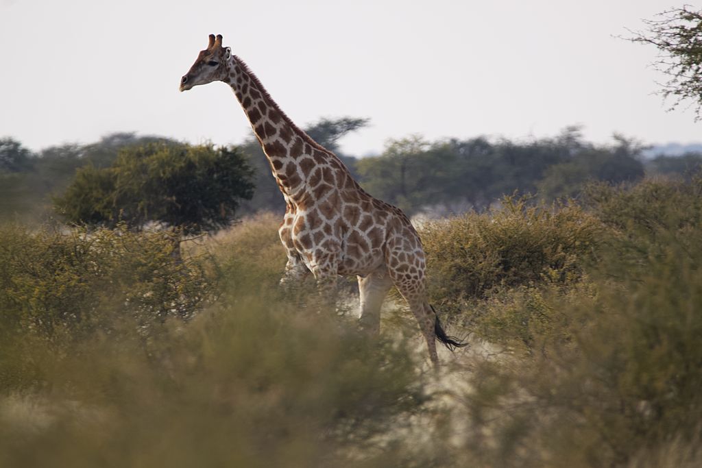 d86e5474-128d-4c73-a884-a6e75cae13ab