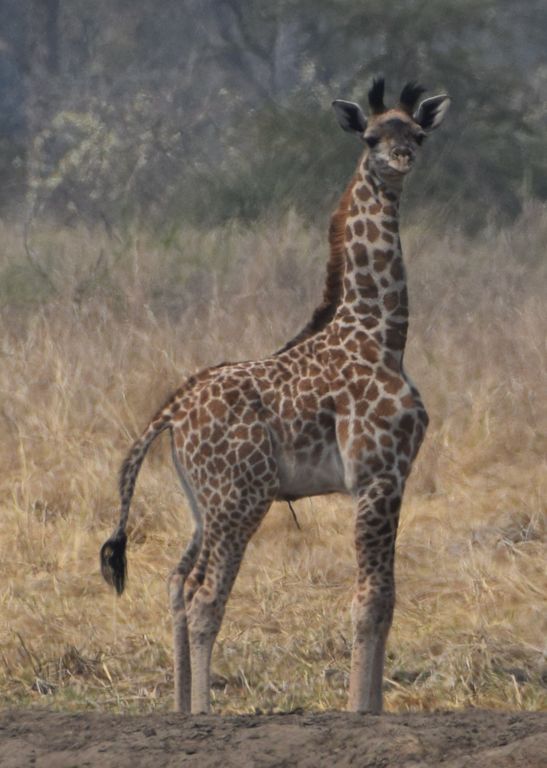 5f07379c-1bf0-49d6-9481-7506d98be057