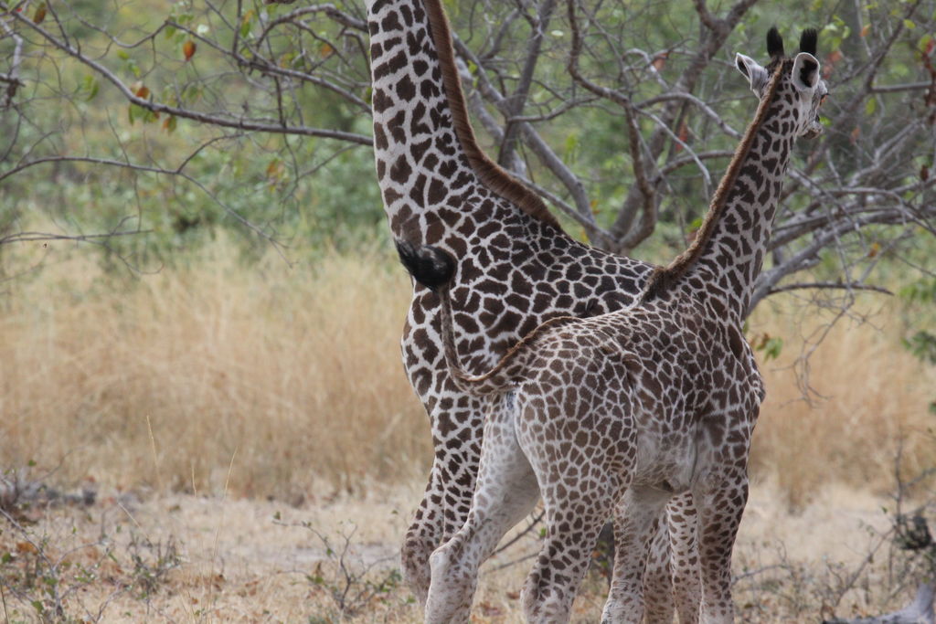 8f66ba4b-1748-402e-be1d-3d905c8d474c