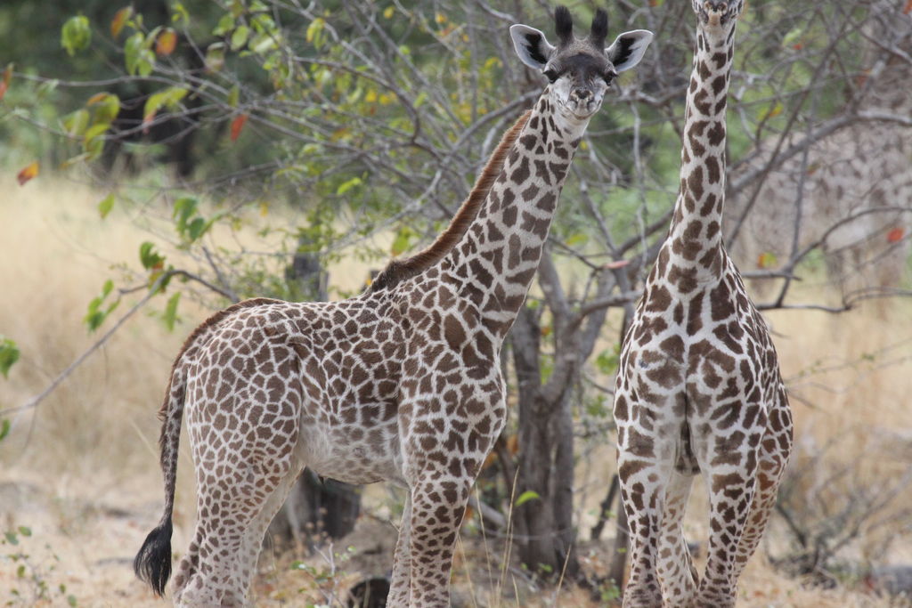 8f66ba4b-1748-402e-be1d-3d905c8d474c