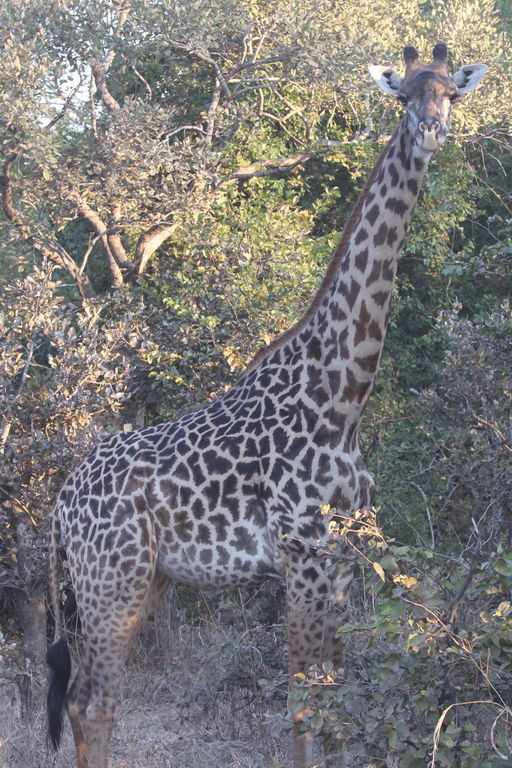 99bd1877-3156-4010-922f-94d31233532e