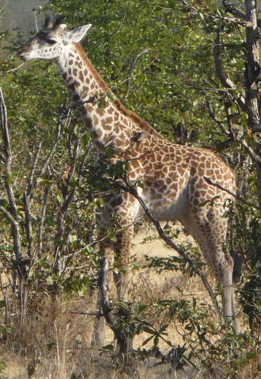 81f0ad53-c790-4e66-b64e-22b6a5d44fb2