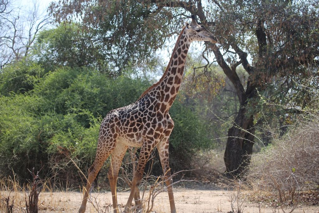 e482782e-81be-4ce1-9266-ca6a48421c72