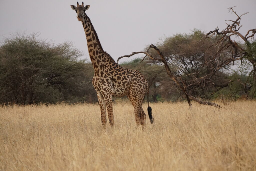 4734fb2c-3742-41eb-9279-8f649a9184e3