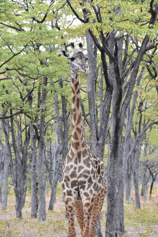 7a676962-cf12-4fd0-bb06-eee16c169ccf