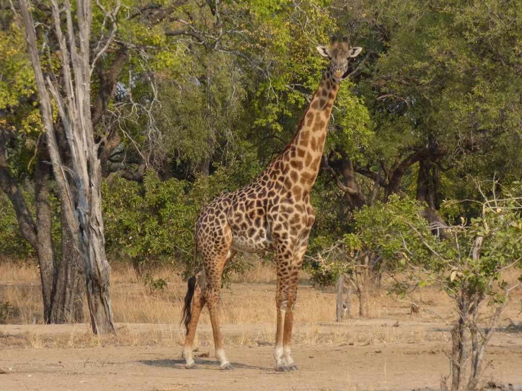 4f7b6646-1cca-4eee-9bae-5f04b4cc741e