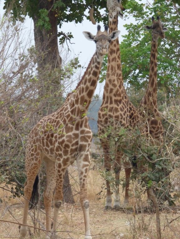 85f330c9-4986-46fe-af4d-243c444cabc7