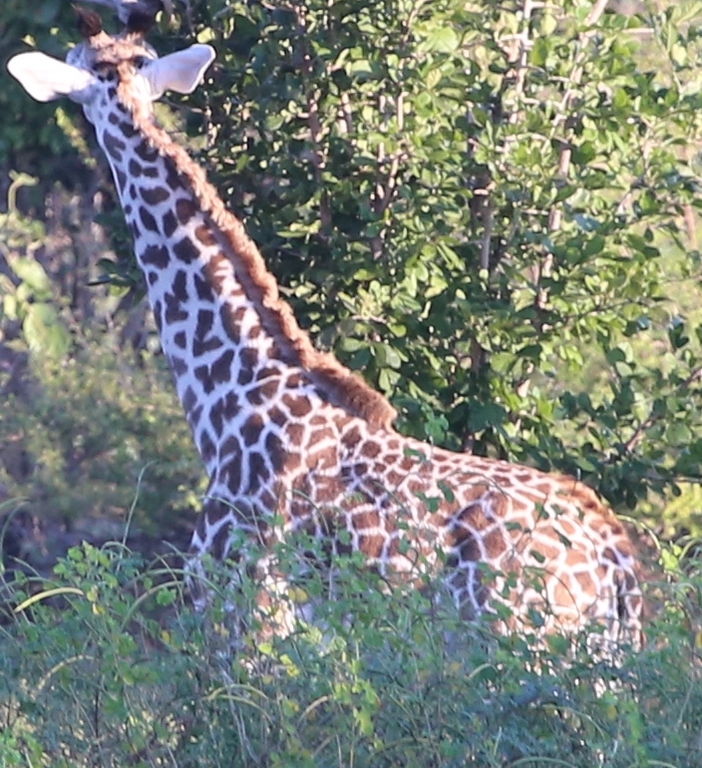 c8a62be9-0a81-4447-9ab5-72712e4c88a4