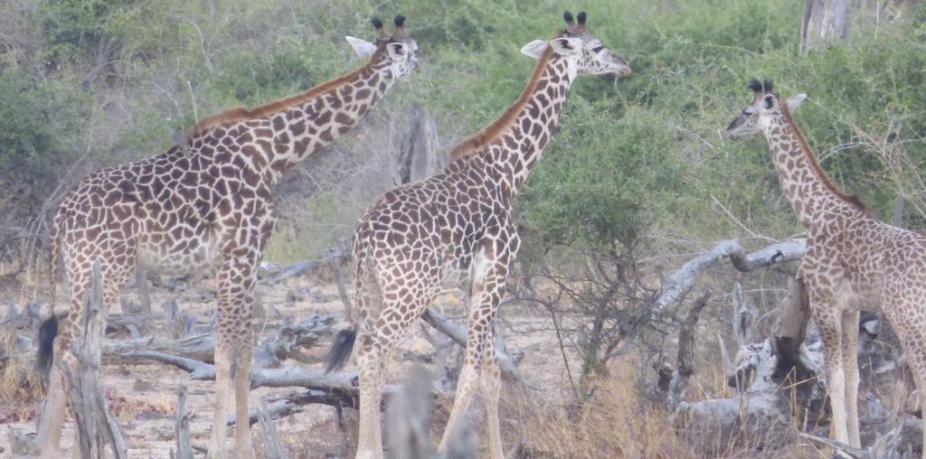 e79876a2-3ca7-4b5c-aae0-83658b714a96