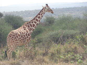 e037090d-b85e-4c26-8b28-b7cdd06bfc10