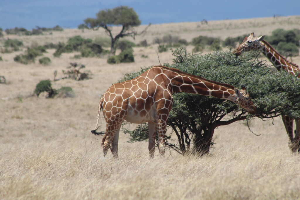 62ced65e-14fc-4504-b164-2f0074c52583