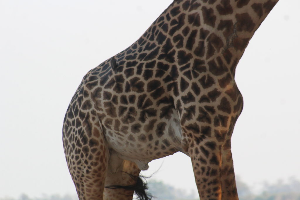 91137adc-6cfd-4ef2-96a2-4ab539f54133