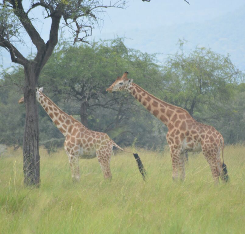 547bc5ba-c41d-48da-872a-2073ca24e260