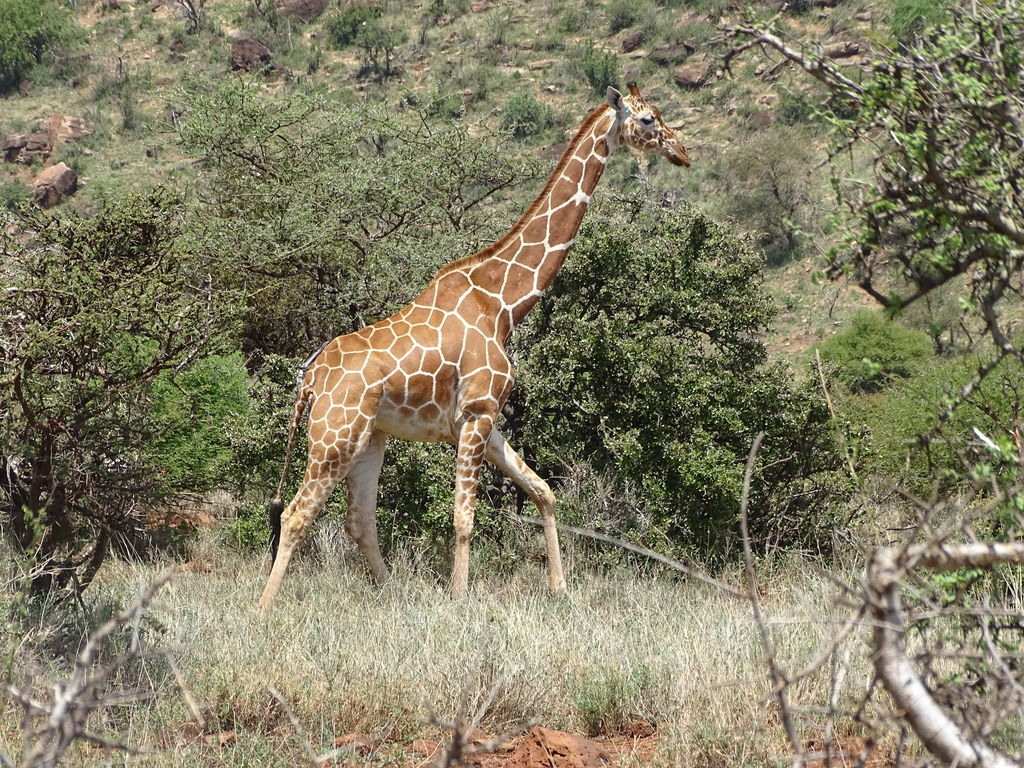 62ced65e-14fc-4504-b164-2f0074c52583