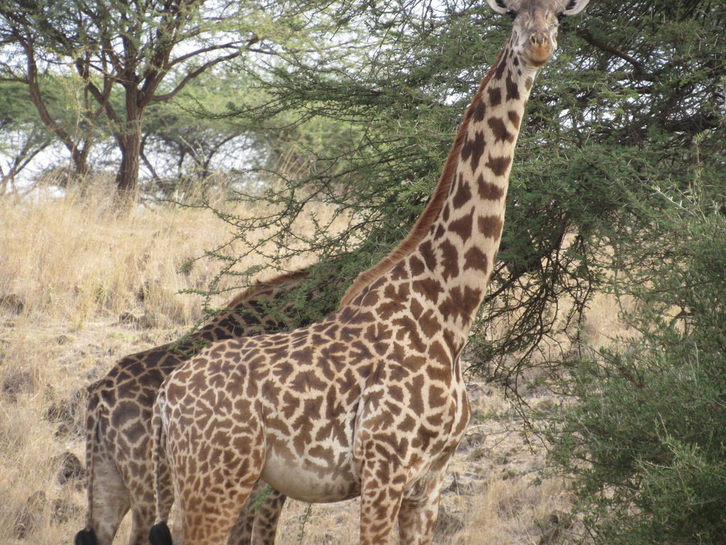 2f6a901a-8343-4763-b3d2-2eee954e5ad8