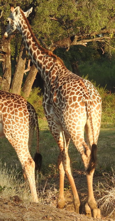 e482782e-81be-4ce1-9266-ca6a48421c72