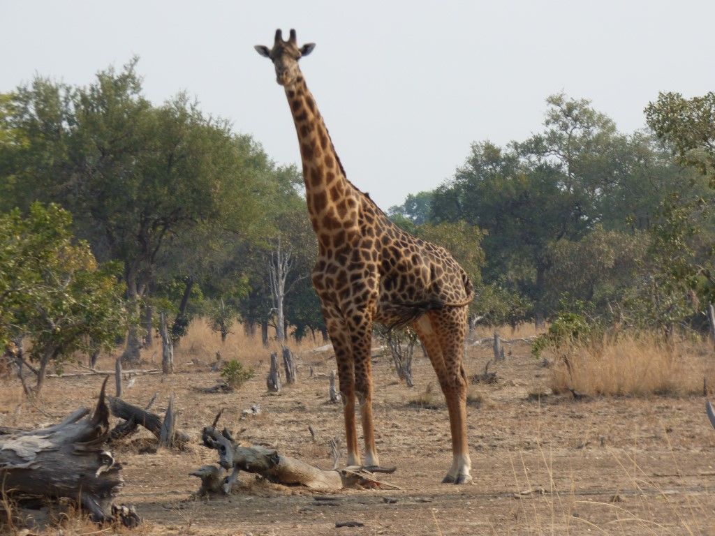 4f7b6646-1cca-4eee-9bae-5f04b4cc741e