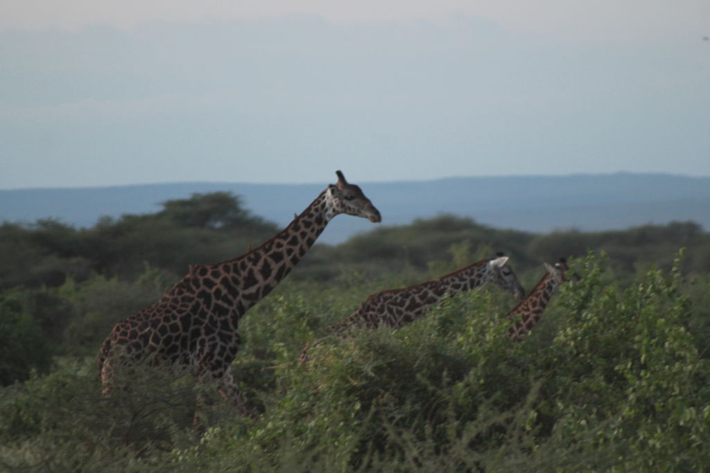 8accd963-10c5-4a55-91cb-5107e683a203