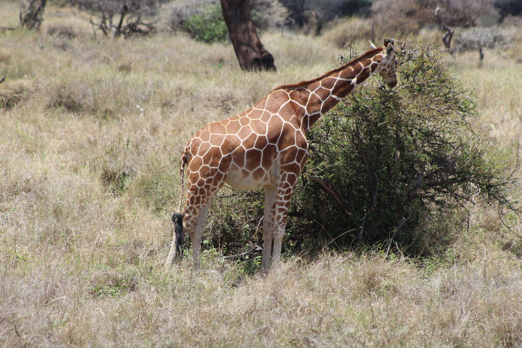 62ced65e-14fc-4504-b164-2f0074c52583