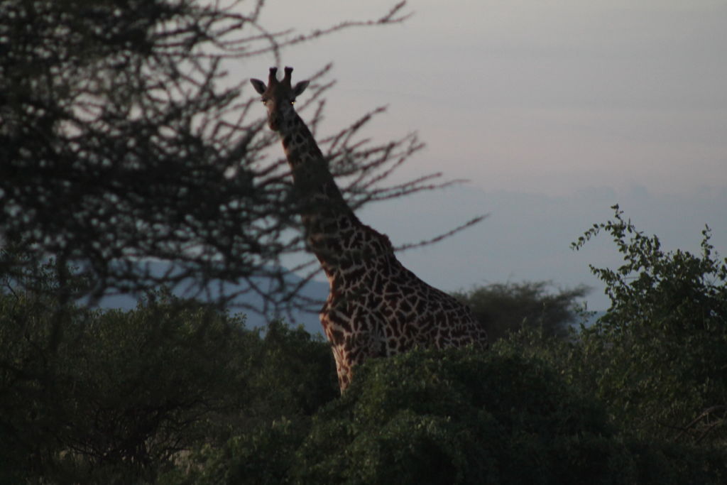 4bc78cec-d44f-47a8-ba2d-092e30c05d2a