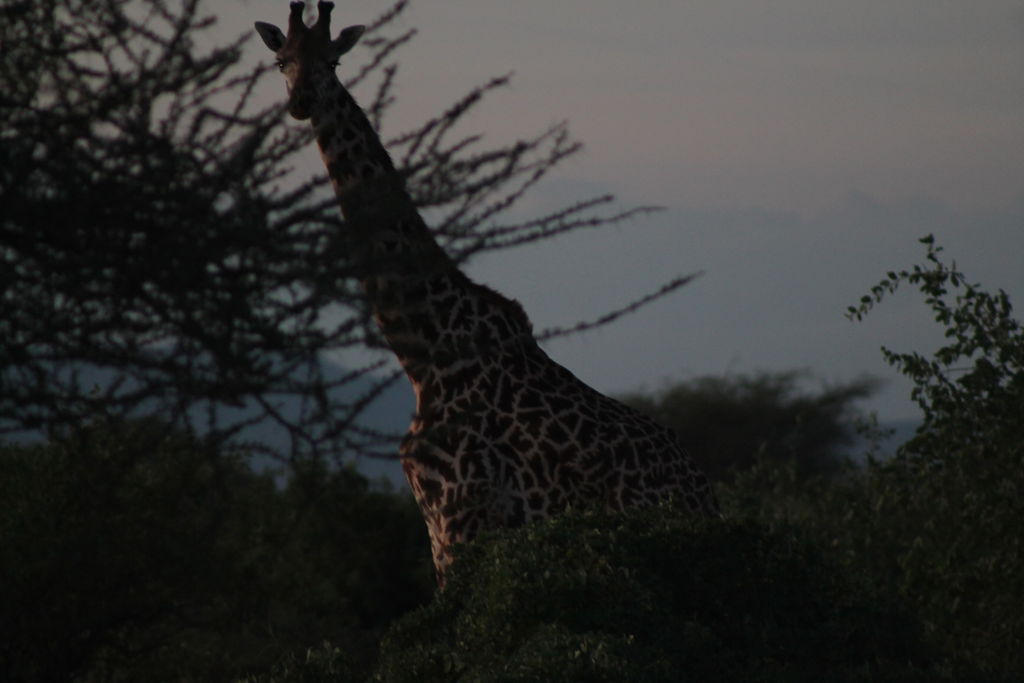 4bc78cec-d44f-47a8-ba2d-092e30c05d2a