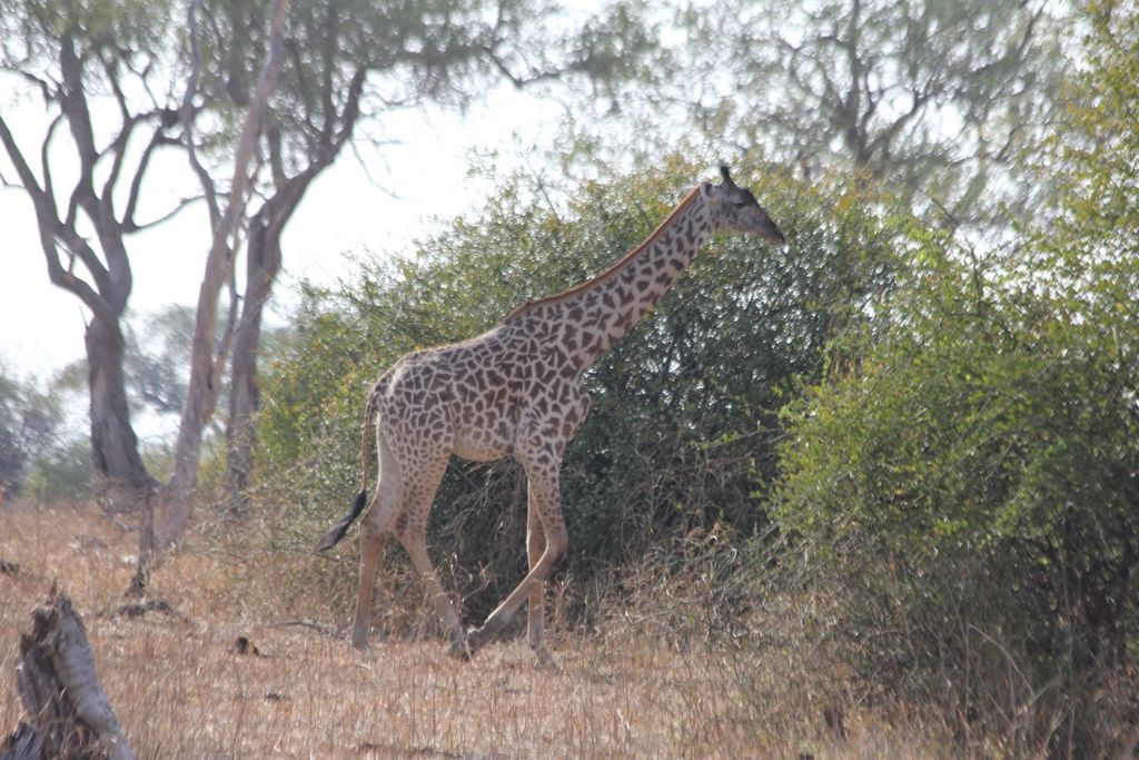 99bd1877-3156-4010-922f-94d31233532e