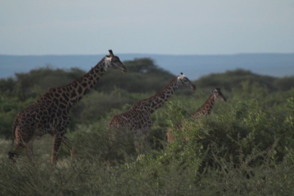 8accd963-10c5-4a55-91cb-5107e683a203