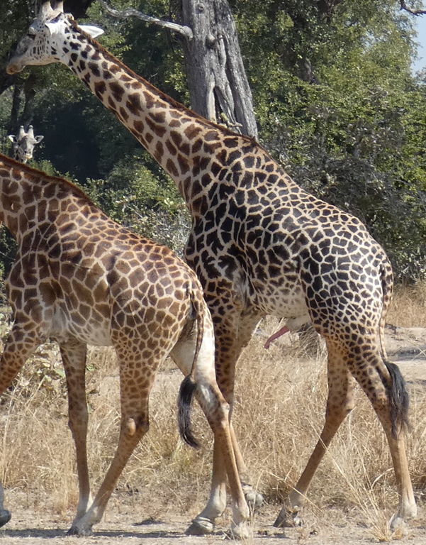 91137adc-6cfd-4ef2-96a2-4ab539f54133