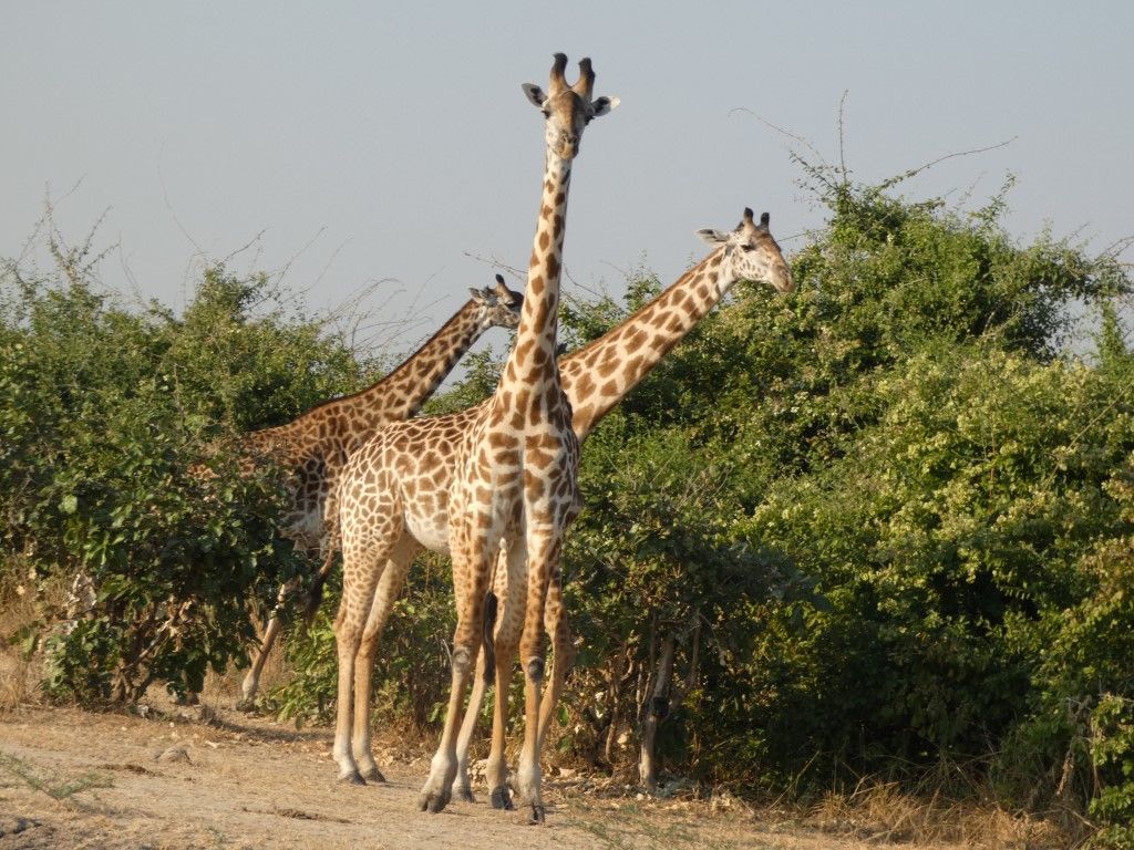 d7806e09-b2ea-4bd5-bd08-9dc2e26f394e