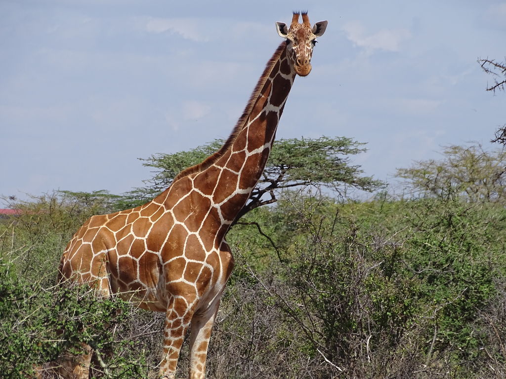 62ced65e-14fc-4504-b164-2f0074c52583