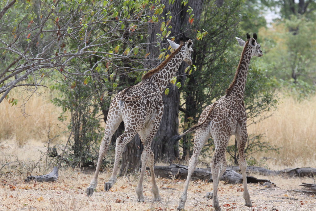 8f66ba4b-1748-402e-be1d-3d905c8d474c