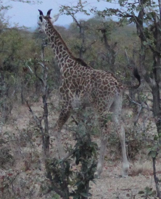 97ea1d32-00b8-4d65-900a-9f571ab830fd