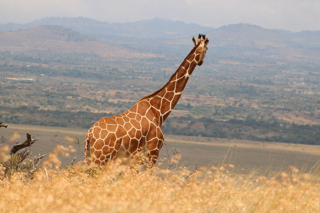 62ced65e-14fc-4504-b164-2f0074c52583